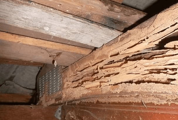 Termite Repair
